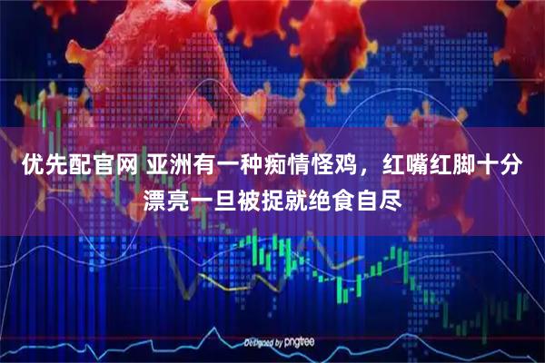 优先配官网 亚洲有一种痴情怪鸡，红嘴红脚十分漂亮一旦被捉就绝食自尽