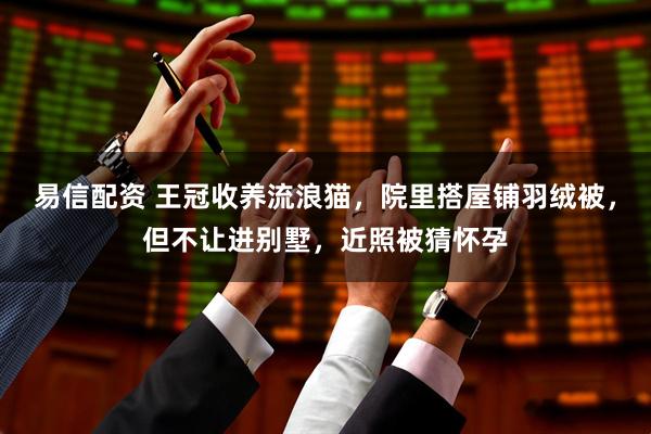 易信配资 王冠收养流浪猫，院里搭屋铺羽绒被，但不让进别墅，近照被猜怀孕